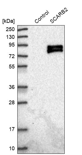 LIMPII/SR-B2 Antibody - BSA Free Western Blot: LIMPII/SR-B2 Antibody - BSA Free [NBP1-84583]