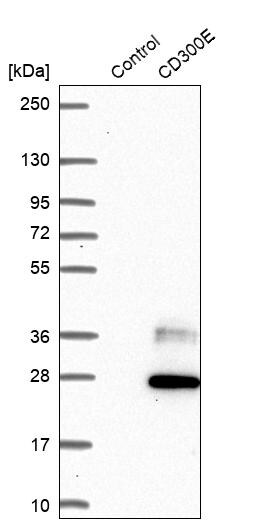 CD300e/LMIR6 Antibody - BSA Free Western Blot: CD300e/LMIR6 Antibody - BSA Free [NBP1-84592]