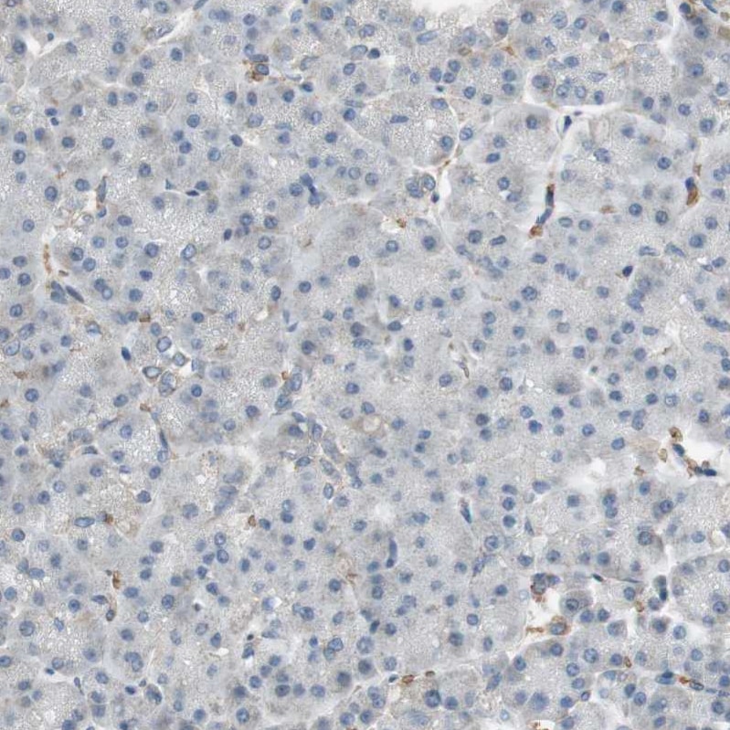 Glycophorin C Antibody - BSA Free Immunohistochemistry-Paraffin: Glycophorin C Antibody [NBP1-84597]
