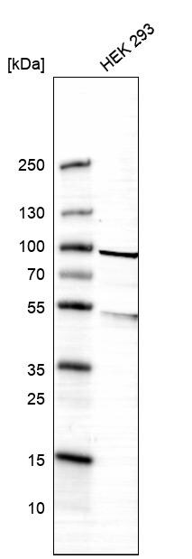 CKAP2 Antibody - BSA Free Western Blot: CKAP2 Antibody - BSA Free [NBP1-84602]