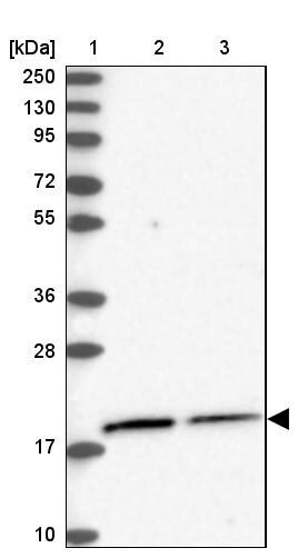 NKAPD1 Antibody - BSA Free Western Blot: NKAPD1 Antibody - BSA Free [NBP1-84606]
