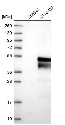NKAPD1 Antibody - BSA Free Western Blot: NKAPD1 Antibody - BSA Free [NBP1-84606]