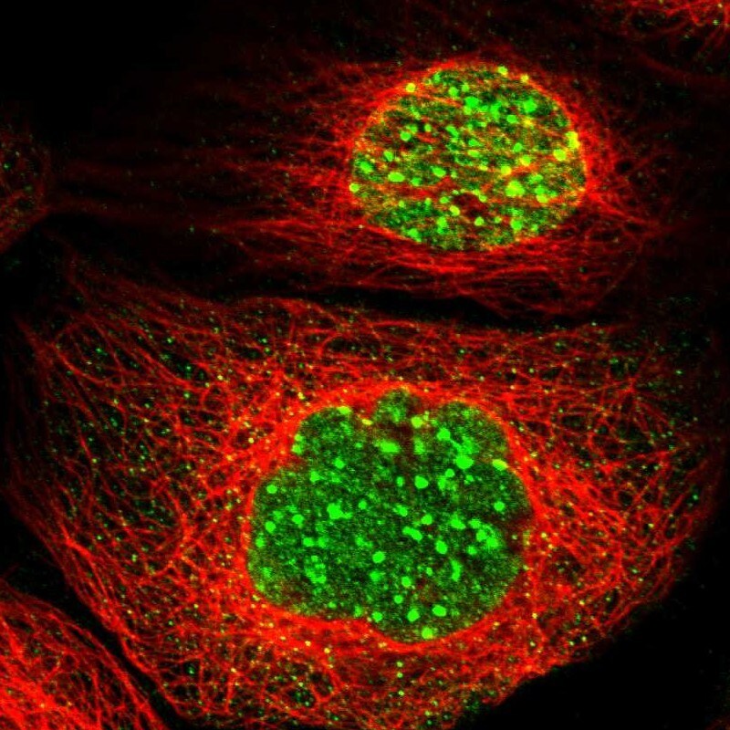 MCAF1 Antibody - BSA Free Immunocytochemistry/ Immunofluorescence: MCAF1 Antibody - BSA Free [NBP1-84610]