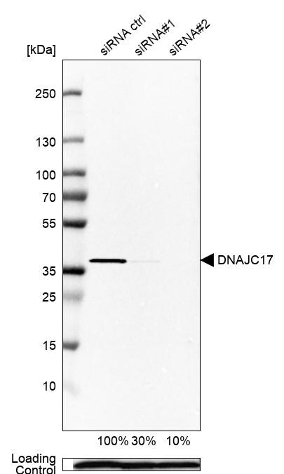 DNAJC17 Antibody - BSA Free Western Blot: DNAJC17 Antibody - BSA Free [NBP1-84614]
