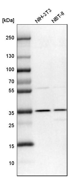 DNAJC17 Antibody - BSA Free Western Blot: DNAJC17 Antibody - BSA Free [NBP1-84614]