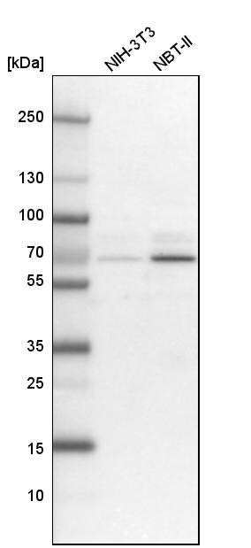 GNL3L Antibody - BSA Free Western Blot: GNL3L Antibody - BSA Free [NBP1-84618]