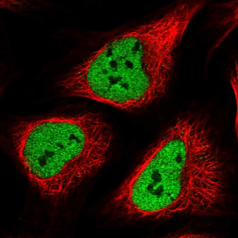 POLR3E Antibody - BSA Free Immunocytochemistry/ Immunofluorescence: POLR3E Antibody - BSA Free [NBP1-84621]