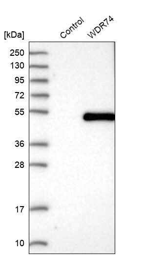 WDR74 Antibody - BSA Free Western Blot: WDR74 Antibody - BSA Free [NBP1-84623]