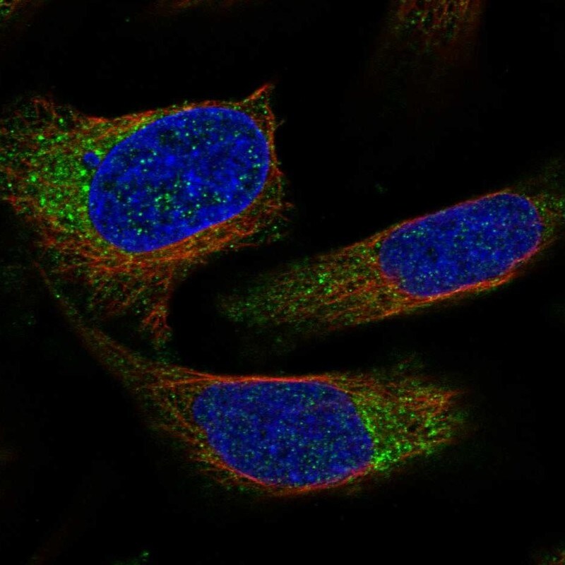 NECAP2 Antibody - BSA Free Immunocytochemistry/ Immunofluorescence: NECAP2 Antibody [NBP1-84626]