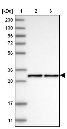 NECAP2 Antibody - BSA Free Western Blot: NECAP2 Antibody - BSA Free [NBP1-84626]