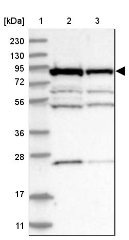 ANKZF1 Antibody - BSA Free Western Blot: ANKZF1 Antibody - BSA Free [NBP1-84627]