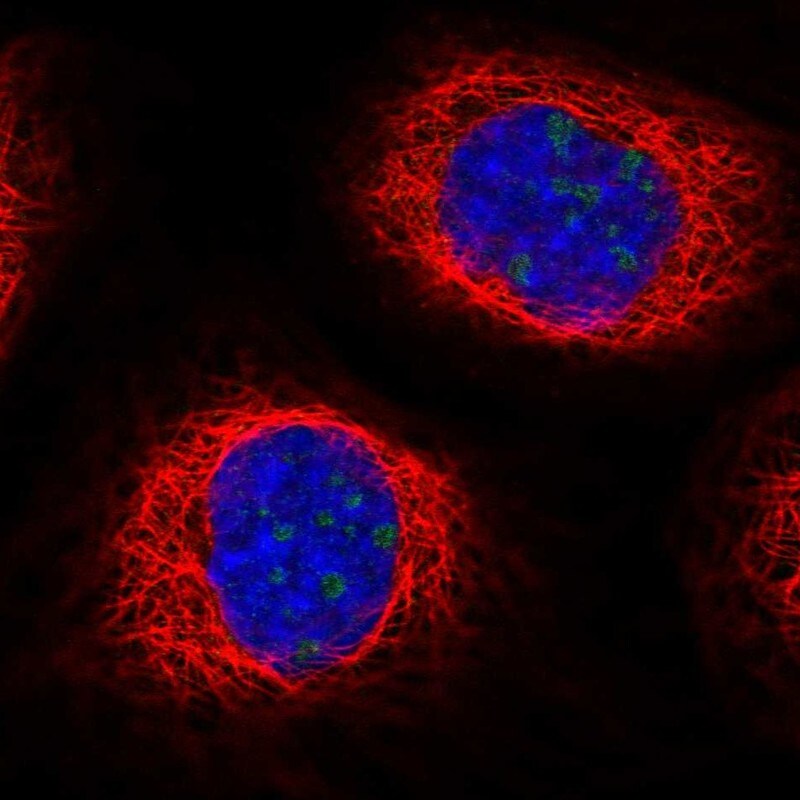 RBM28 Antibody - BSA Free Immunocytochemistry/ Immunofluorescence: RBM28 Antibody - BSA Free [NBP1-84633]