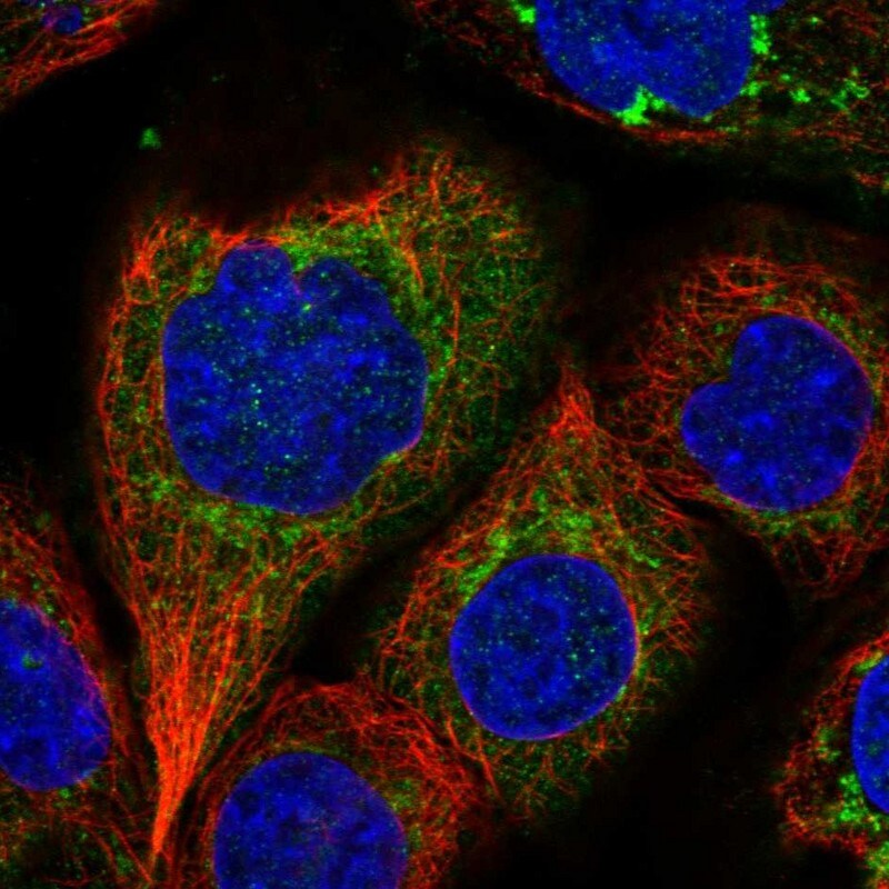 IARS2 Antibody - BSA Free Immunocytochemistry/ Immunofluorescence: IARS2 Antibody [NBP1-84637]