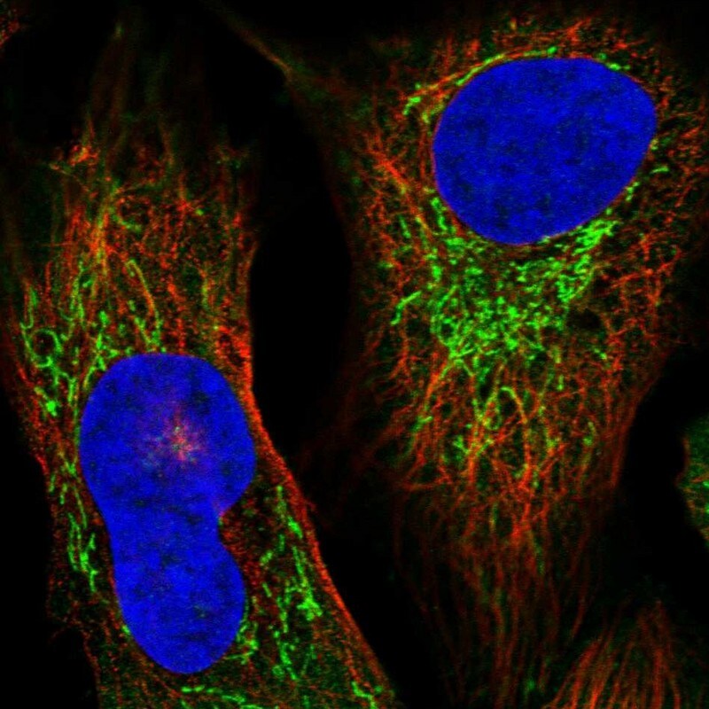 IARS2 Antibody - BSA Free Immunocytochemistry/ Immunofluorescence: IARS2 Antibody [NBP1-84638]