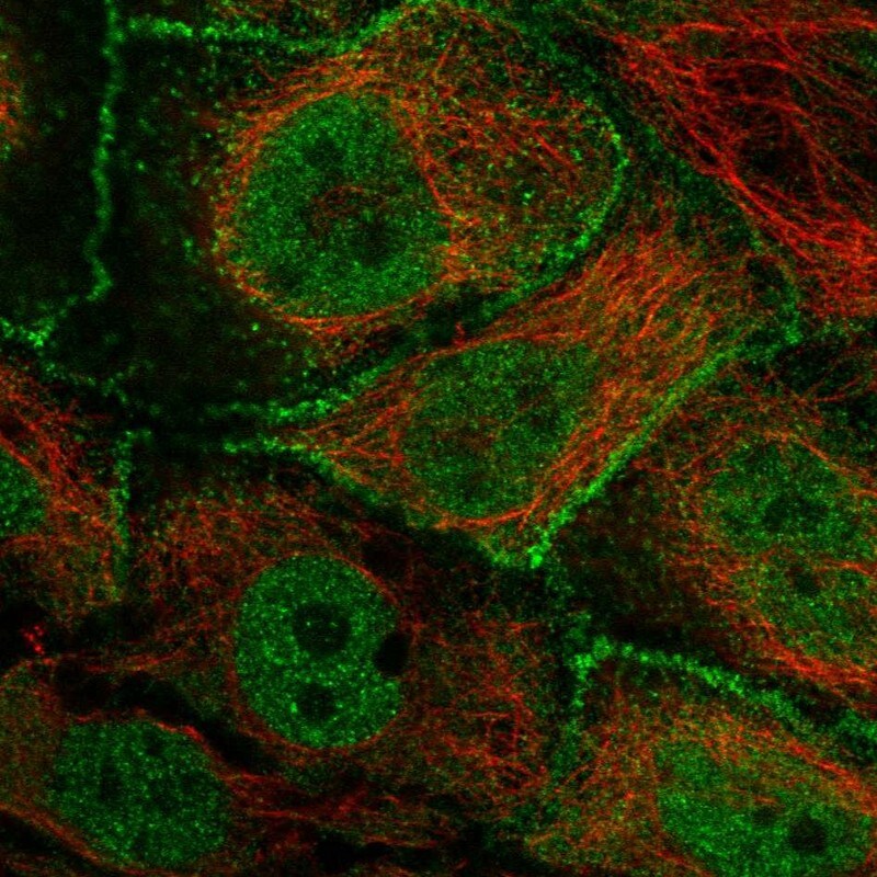 ARHGAP28 Antibody - BSA Free Immunocytochemistry/ Immunofluorescence: ARHGAP28 Antibody [NBP1-84640]