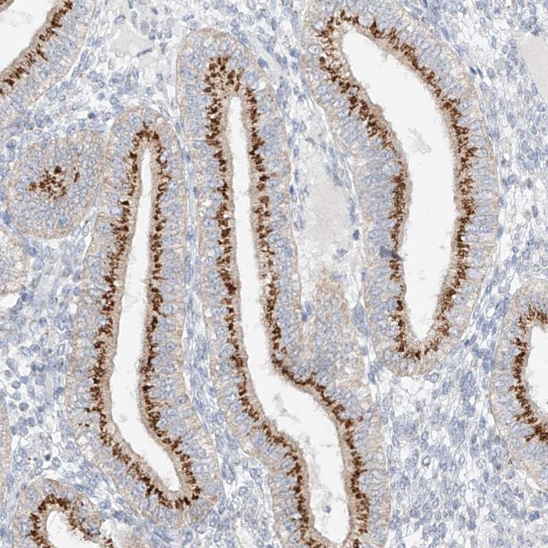 BSDC1 Antibody - BSA Free Immunohistochemistry-Paraffin: BSDC1 Antibody [NBP1-84644]