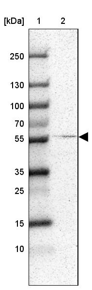RALGPS2 Antibody - BSA Free Western Blot: RALGPS2 Antibody - BSA Free [NBP1-84646]