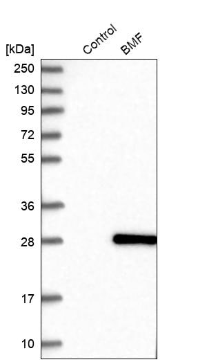 Bmf Antibody - BSA Free Western Blot: Bmf Antibody - BSA Free [NBP1-84660]