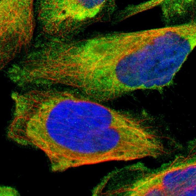 LRRFIP1 Antibody - BSA Free Immunocytochemistry/ Immunofluorescence: LRRFIP1 Antibody [NBP1-84665]