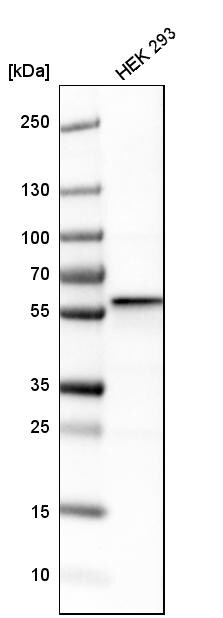 FKBP52/FKBP4 Antibody - BSA Free Western Blot: FKBP52/FKBP4 Antibody - BSA Free [NBP1-84675]