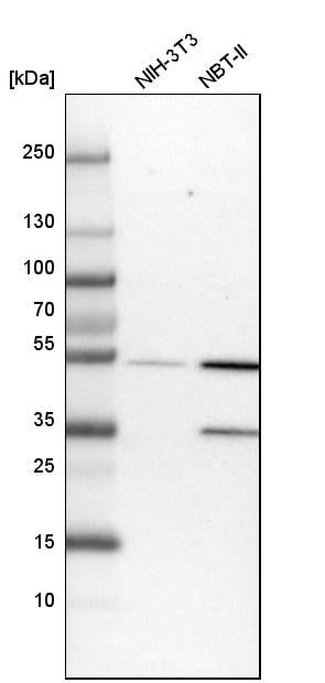 FKBP51/FKBP5 Antibody - BSA Free Western Blot: FKBP51/FKBP5 Antibody - BSA Free [NBP1-84676]
