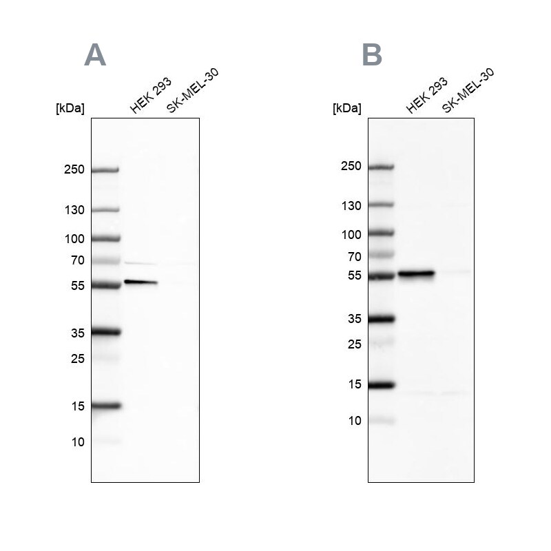 FKBP51/FKBP5 Antibody - BSA Free Western Blot: FKBP51/FKBP5 Antibody - BSA Free [NBP1-84677]