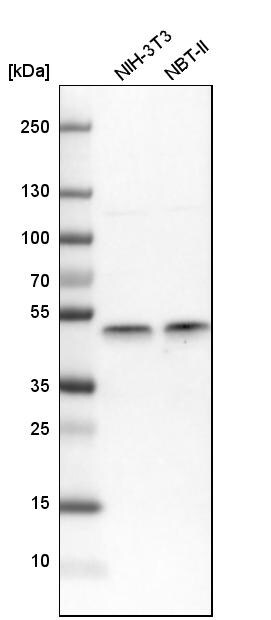 IKK gamma Antibody - BSA Free Western Blot: IKK gamma Antibody - BSA Free [NBP1-84681]
