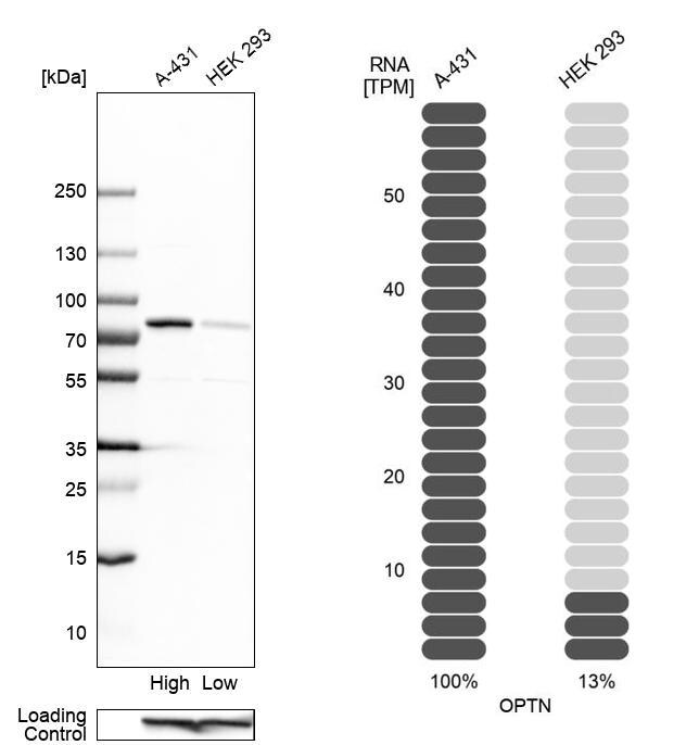 Optineurin Antibody - BSA Free Western Blot: Optineurin Antibody - BSA Free [NBP1-84683]