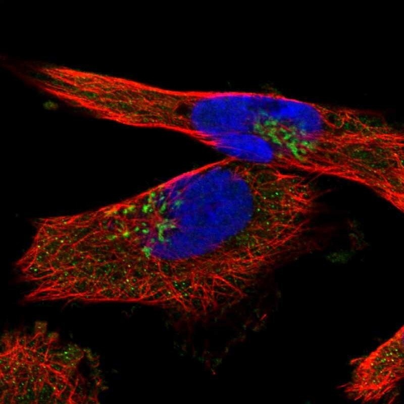 YIPF4 Antibody - BSA Free Immunocytochemistry/ Immunofluorescence: YIPF4 Antibody [NBP1-84684]