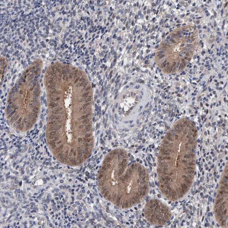 PURL Antibody - BSA Free Immunohistochemistry-Paraffin: PURL Antibody - BSA Free [NBP1-84691]