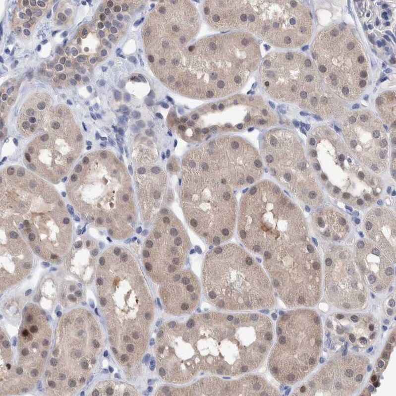 PURL Antibody - BSA Free Immunohistochemistry-Paraffin: PURL Antibody - BSA Free [NBP1-84691]
