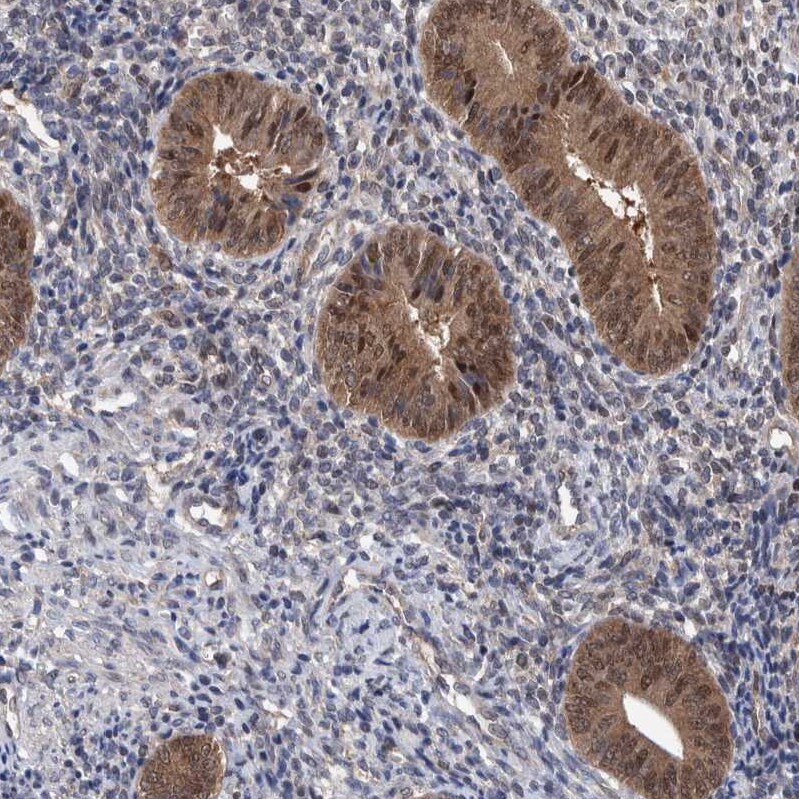 PURL Antibody - BSA Free Immunohistochemistry-Paraffin: PURL Antibody - BSA Free [NBP1-84692]