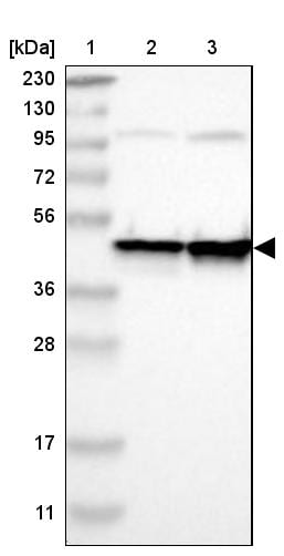 FEN-1 Antibody - BSA Free Western Blot: FEN-1 Antibody - BSA Free [NBP1-84697]
