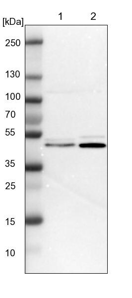 FEN-1 Antibody - BSA Free Western Blot: FEN-1 Antibody - BSA Free [NBP1-84697]