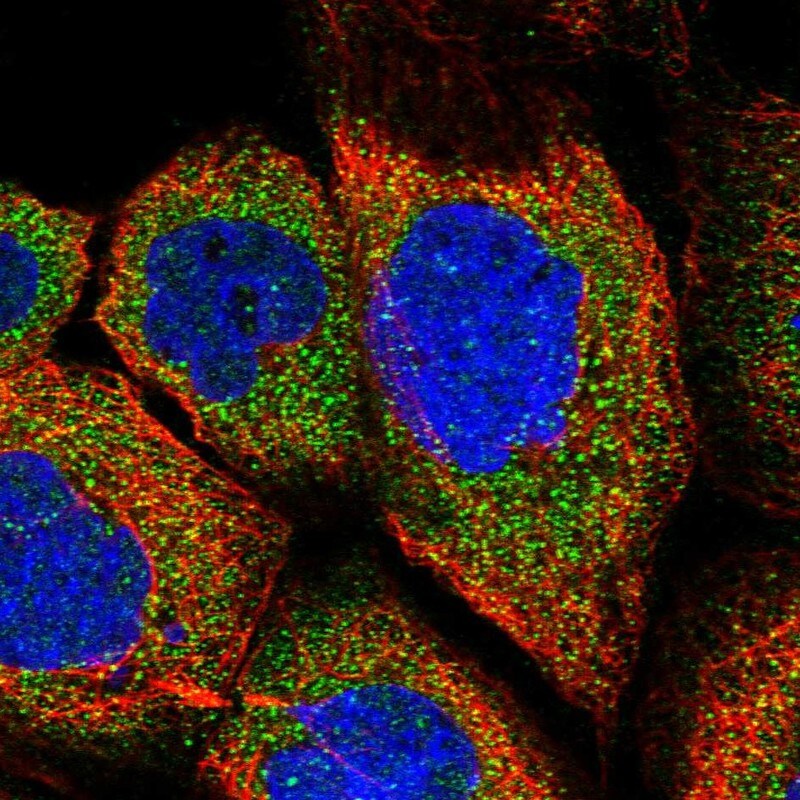 FBXW8 Antibody - BSA Free Immunocytochemistry/ Immunofluorescence: FBXW8 Antibody [NBP1-84715]