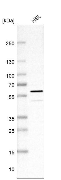 WBP4 Antibody - BSA Free Western Blot: WBP4 Antibody - BSA Free [NBP1-84718]