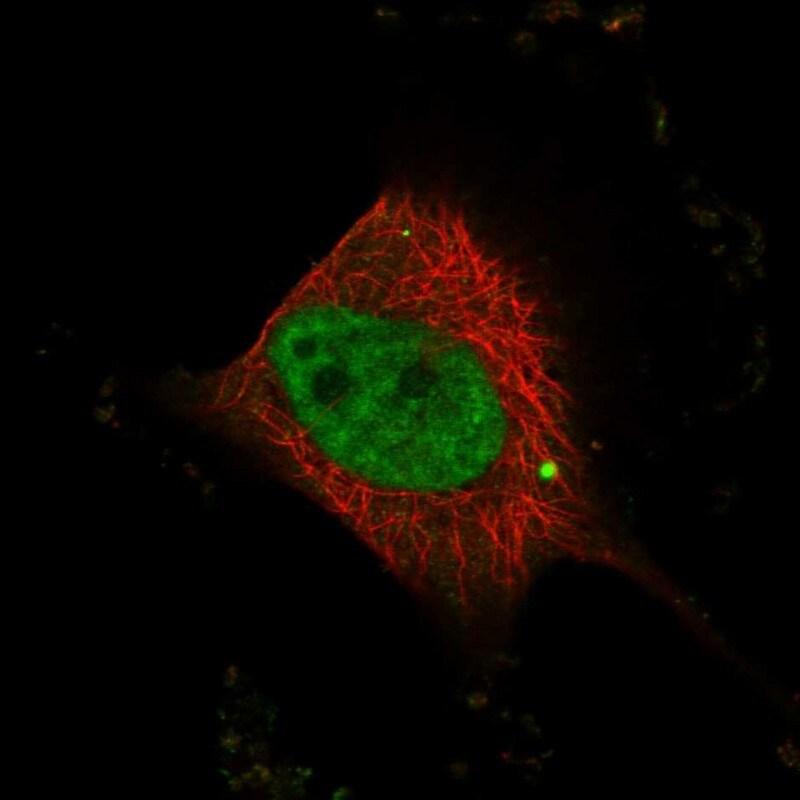 WBP4 Antibody - BSA Free Immunocytochemistry/ Immunofluorescence: WBP4 Antibody - BSA Free [NBP1-84718]