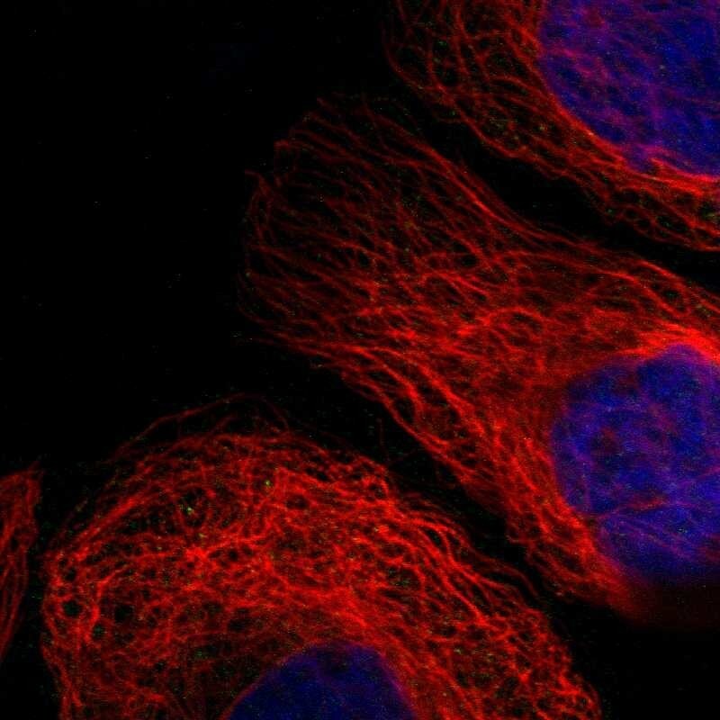 OXSM Antibody - BSA Free Immunocytochemistry/ Immunofluorescence: OXSM Antibody [NBP1-84730]