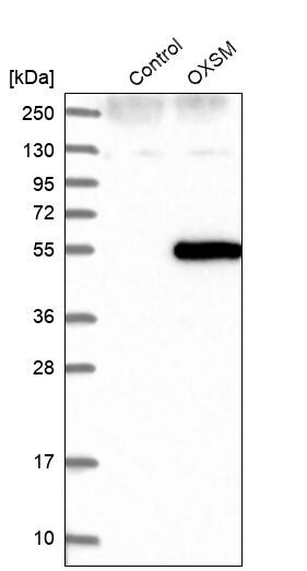 OXSM Antibody - BSA Free Western Blot: OXSM Antibody - BSA Free [NBP1-84730]