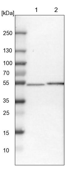 OXSM Antibody - BSA Free Western Blot: OXSM Antibody - BSA Free [NBP1-84732]