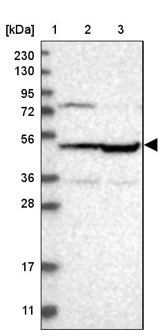 OXSM Antibody - BSA Free Western Blot: OXSM Antibody - BSA Free [NBP1-84732]