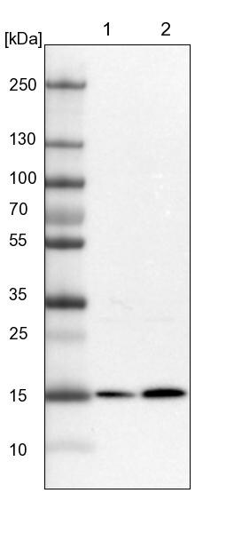 RWDD4A Antibody - BSA Free Western Blot: RWDD4A Antibody - BSA Free [NBP1-84743]