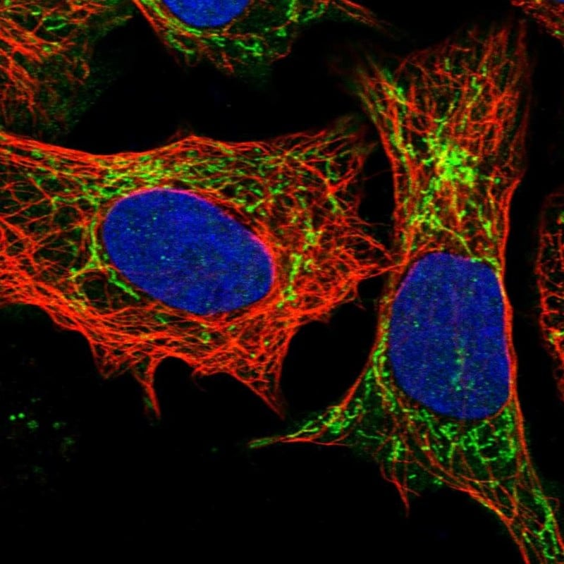 Glutathione S-Transferase pi 1/GSTP1 Antibody - BSA Free Immunocytochemistry/ Immunofluorescence: Glutathione S-Transferase pi 1/GSTP1 Antibody [NBP1-84747]