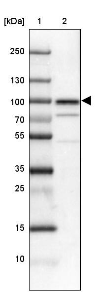 SSRP1 Antibody - BSA Free Western Blot: SSRP1 Antibody - BSA Free [NBP1-84754]