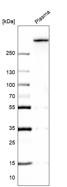 Von Willebrand Factor Antibody - BSA Free Western Blot: Von Willebrand Factor Antibody - BSA Free [NBP1-84761]