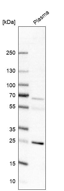 Endothelin-1 Antibody - BSA Free Western Blot: Endothelin-1 Antibody - BSA Free [NBP1-84779]