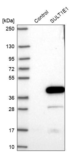 Cytosolic Sulfotransferase 1E1/SULT1E1 Antibody - BSA Free Western Blot: Cytosolic Sulfotransferase 1E1/SULT1E1 Antibody - BSA Free [NBP1-84785]