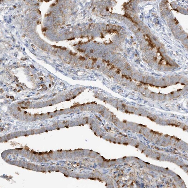 HIPPI Antibody - BSA Free Immunohistochemistry-Paraffin: HIPPI Antibody - BSA Free [NBP1-84787]