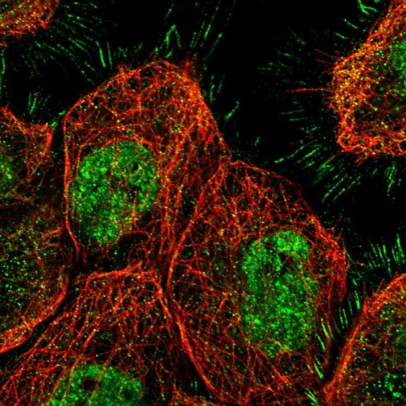 SETDB1 Antibody - BSA Free Immunocytochemistry/ Immunofluorescence: SETDB1 Antibody - BSA Free [NBP1-84790]
