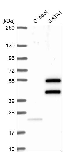 GATA-1 Antibody - BSA Free Western Blot: GATA-1 Antibody - BSA Free [NBP1-84793]